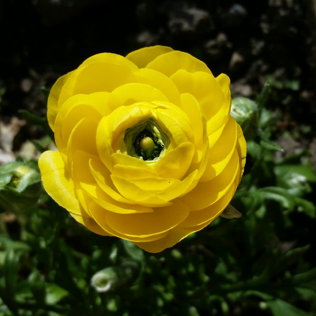 Double Meadow Buttercup 'Flore Pleno'