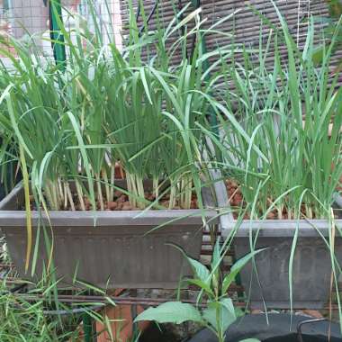 Garlic Chives