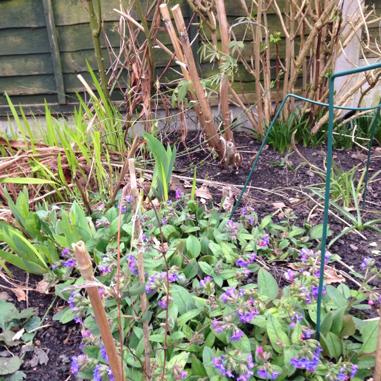 Plant image Melianthus major 'Purple Haze'