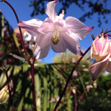 Aquilegia