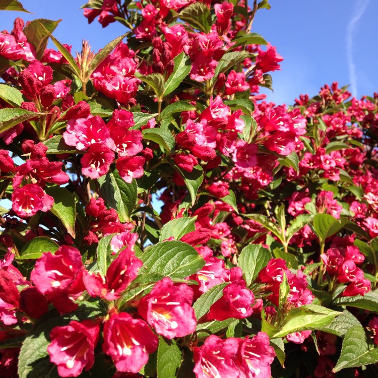 Plant image Weigela 'Eva Rathke'