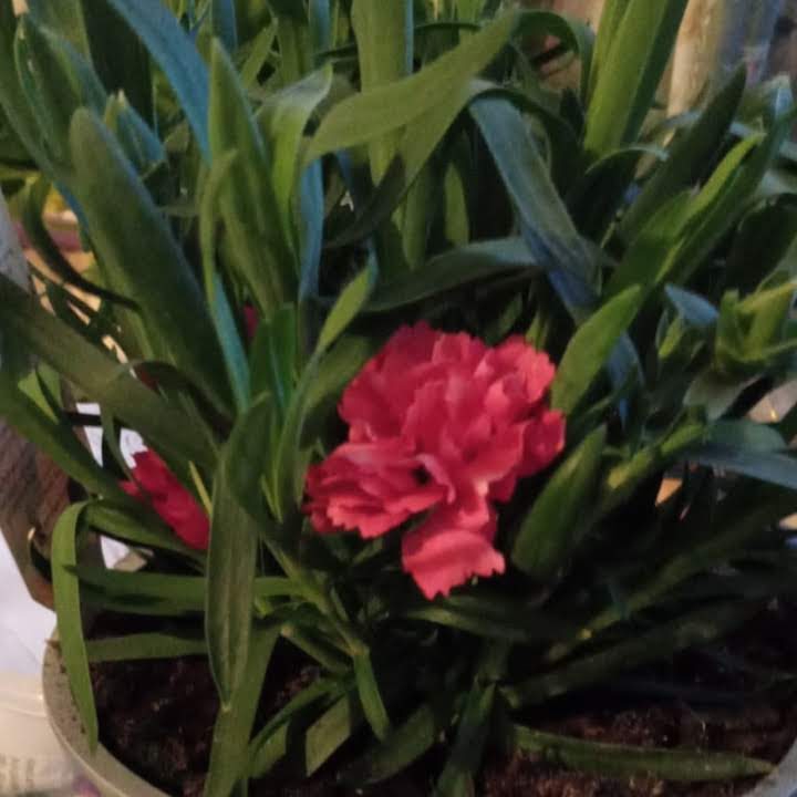 Plant image Dianthus caryophyllus 'Grenadin Mix'