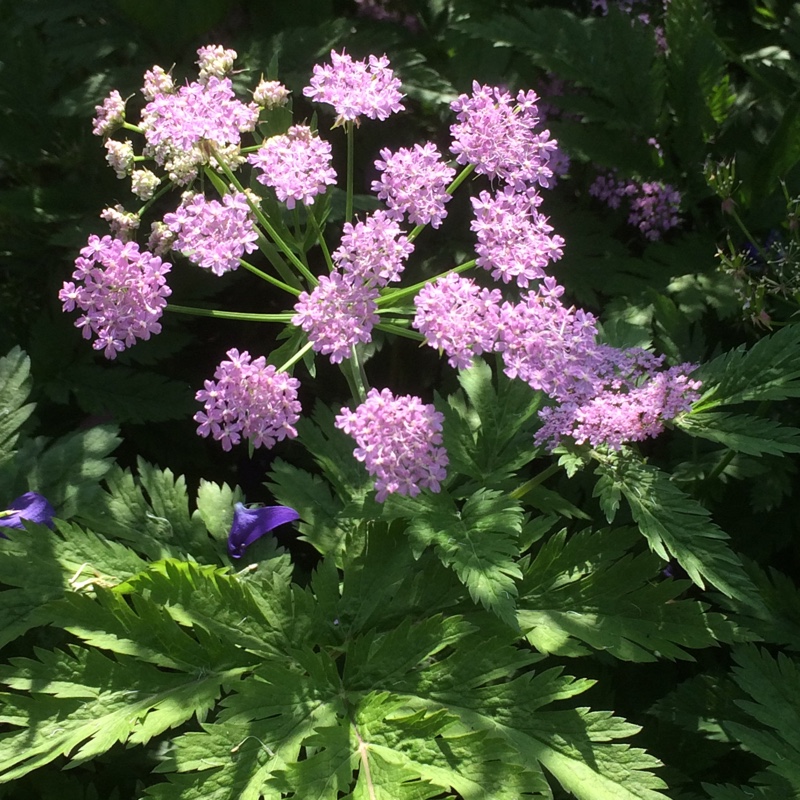 Plant image Chaerophyllum hirsutum Rostrum