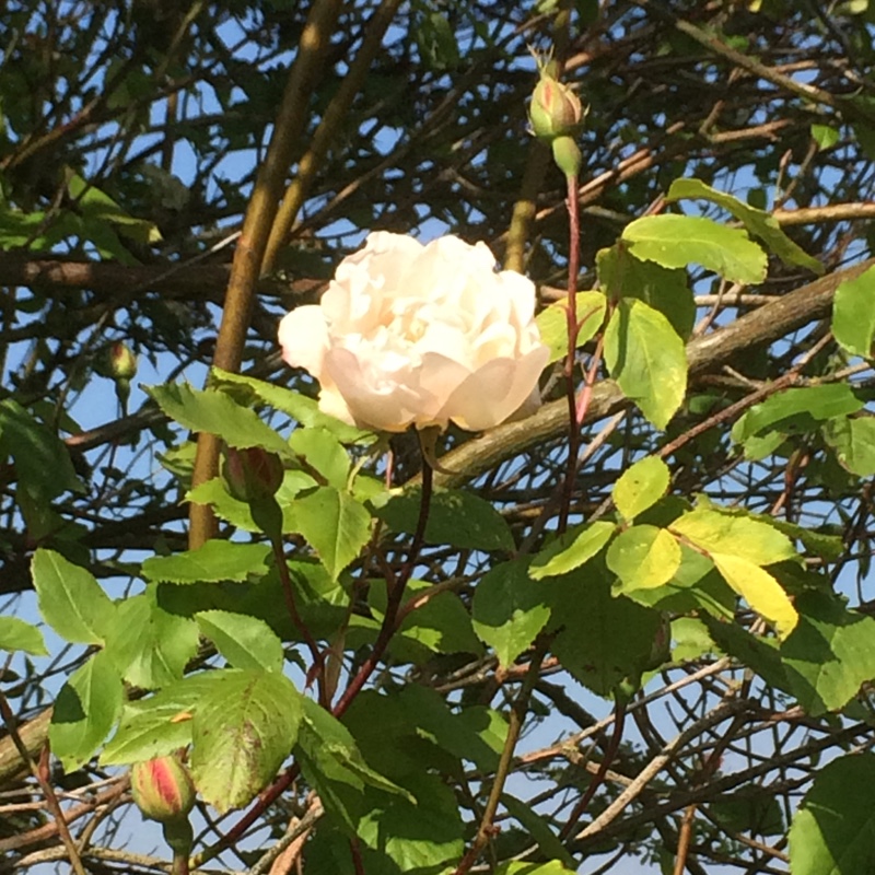 Plant image Rosa 'Madame Alfred Carrière'