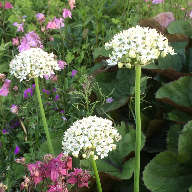 Plant image Allium nigrum syn. Allium multibulbosum, Allium nigrum var. multibulbosum