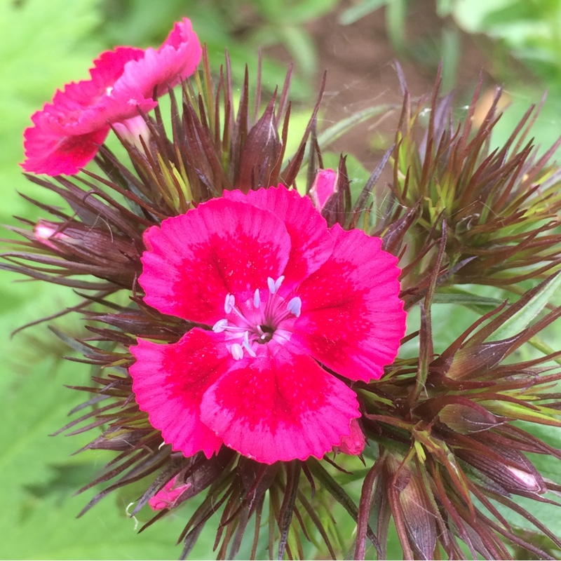 Plant image Dianthus barbatus 'Auricula-eyed Mixed'