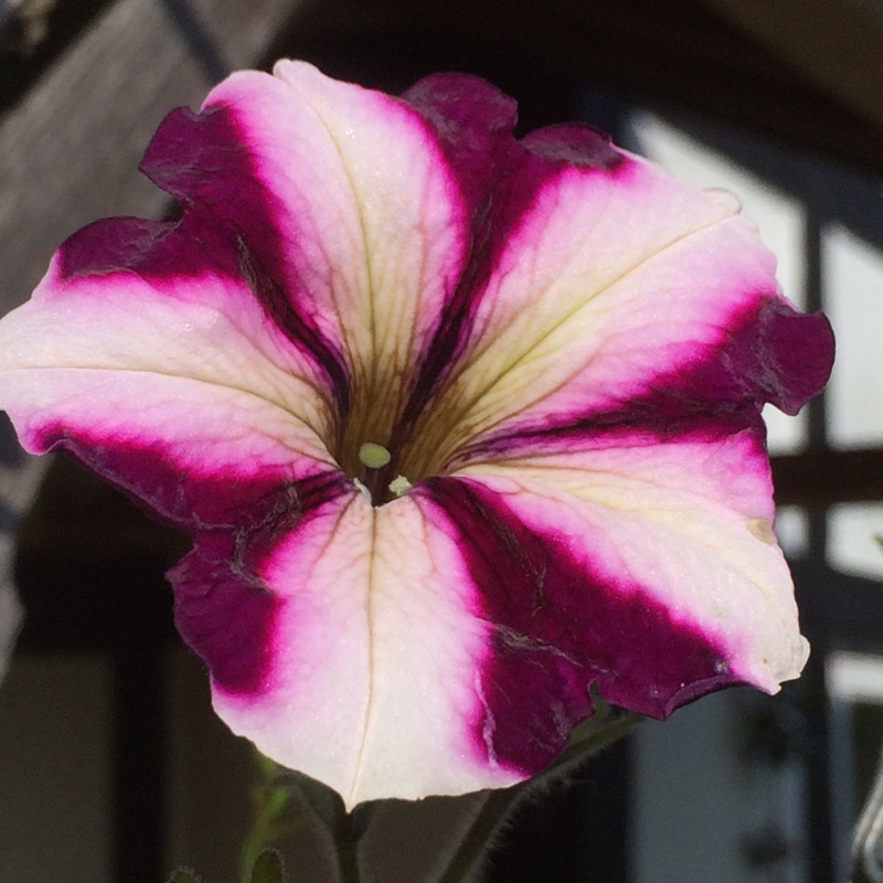 Plant image Petunia 'Frenzy Mix'