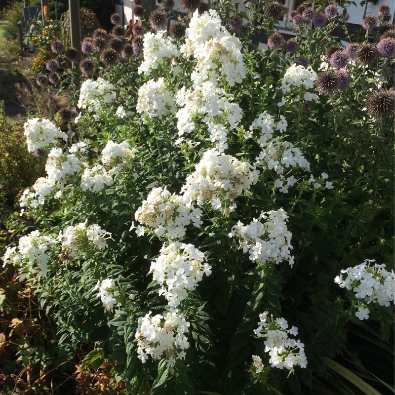 Plant image Phlox paniculata 'Mia Ruys'