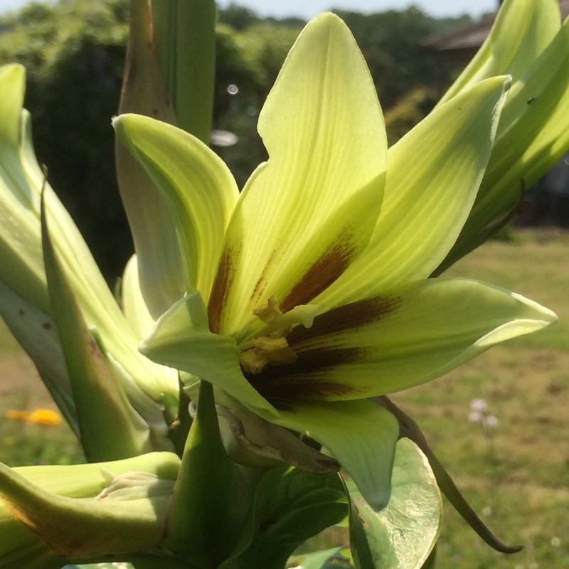 Plant image Cardiocrinum giganteum syn. Lilium giganteum himalaicum