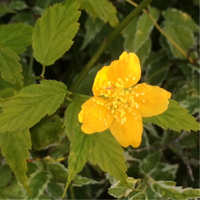 Plant image Kerria japonica 'Picta' syn. Kerria japonica 'Variegata'