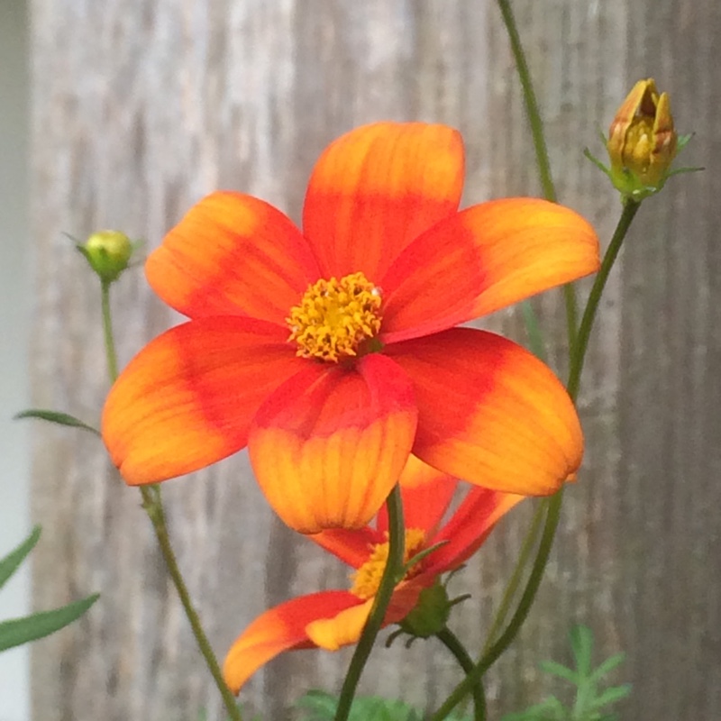 Plant image Bidens 'Hawaiian Flare Orange Drop'