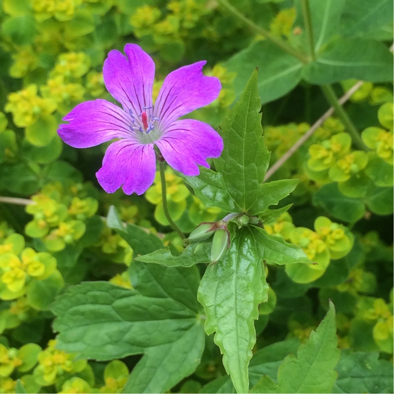 Plant image Geranium nodosum