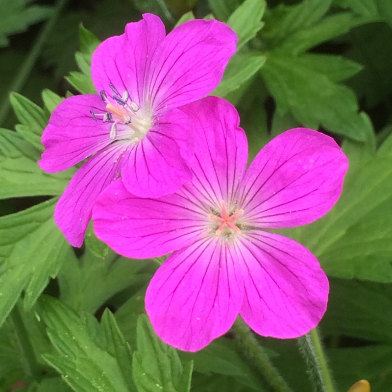 Plant image Geranium 'palustre'