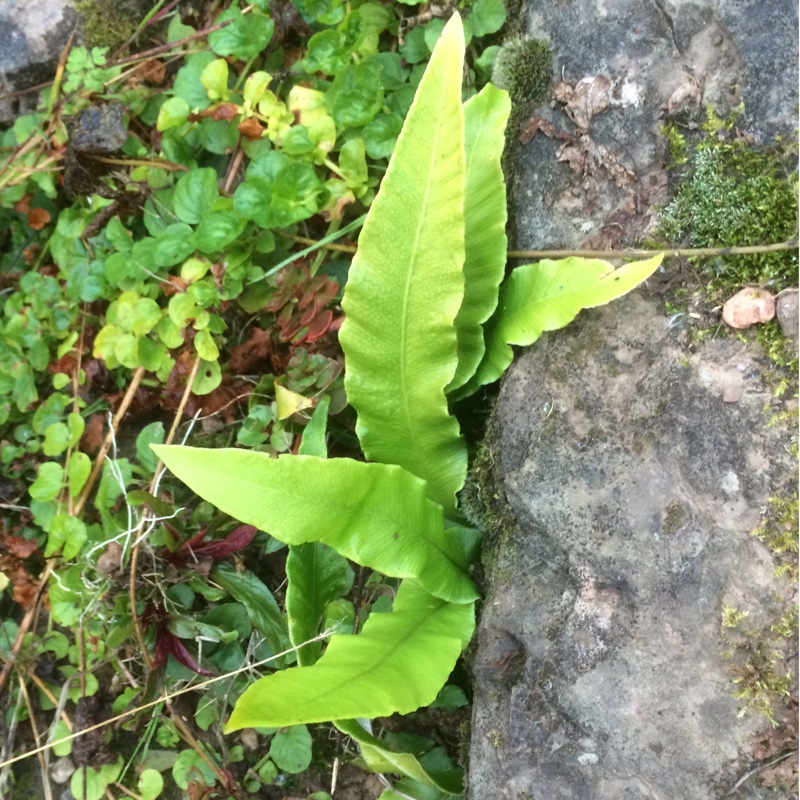 Plant image Asplenium scolopendrium