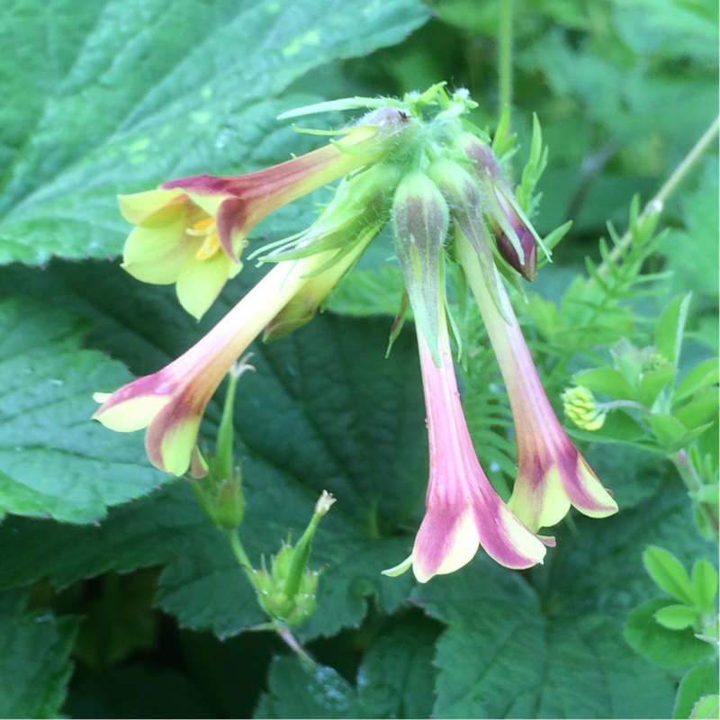 Plant image Polemonium pauciflorum