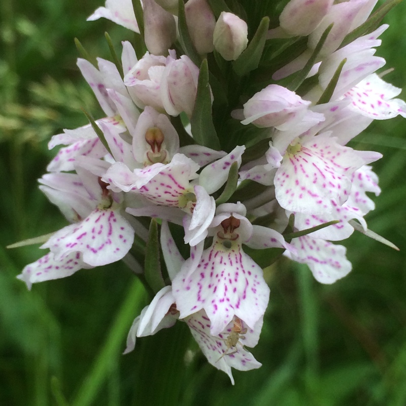 Dactylorhiza maculata