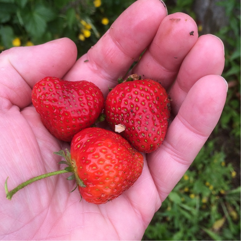 Fragaria vesca 'Mara des Bois' syn. Fragaria x ananassa 'Mara des Bois'