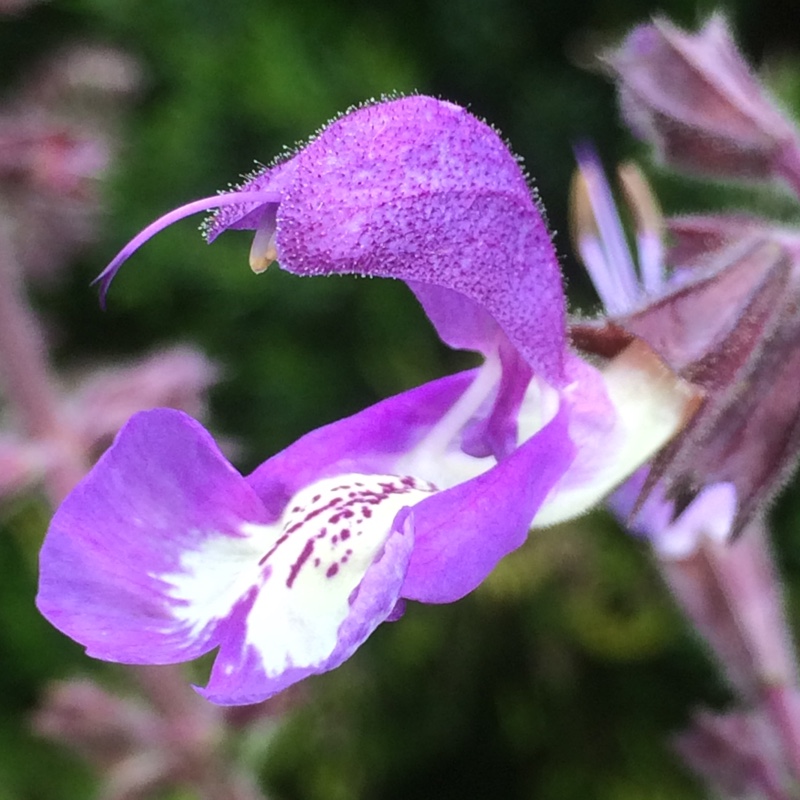 plant image 120511