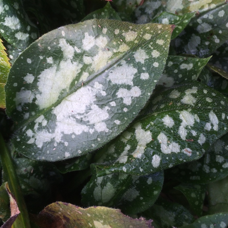 Plant image Pulmonaria officinalis 'Sissinghurst White'