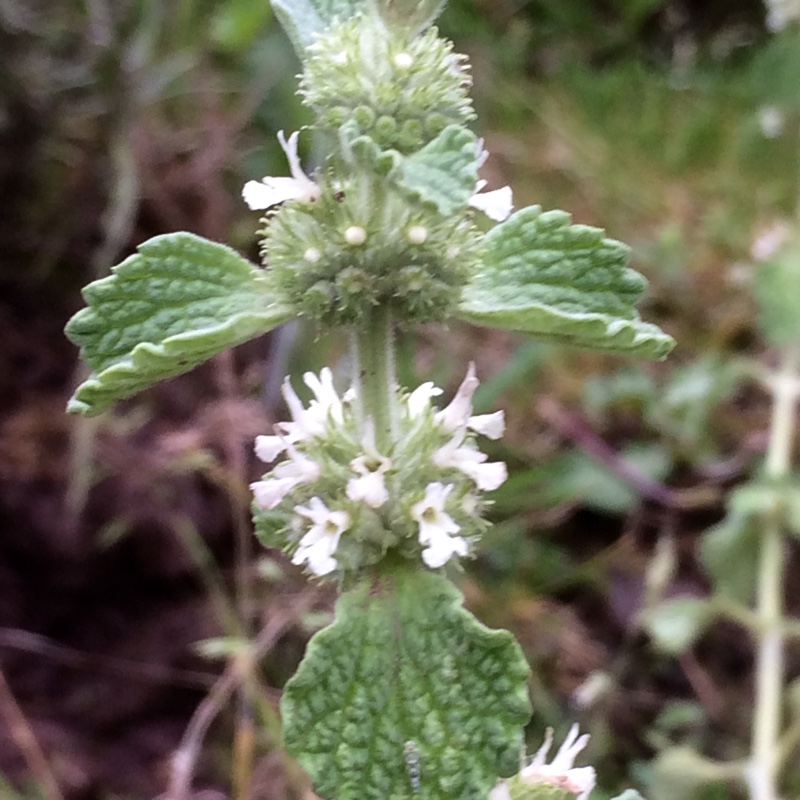 Plant image Marrubium vulgare