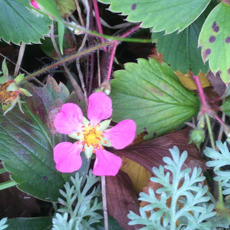 Plant image Fragaria x ananassa 'Frel' syn. Fragaria x ananassa 'Pink Panda'