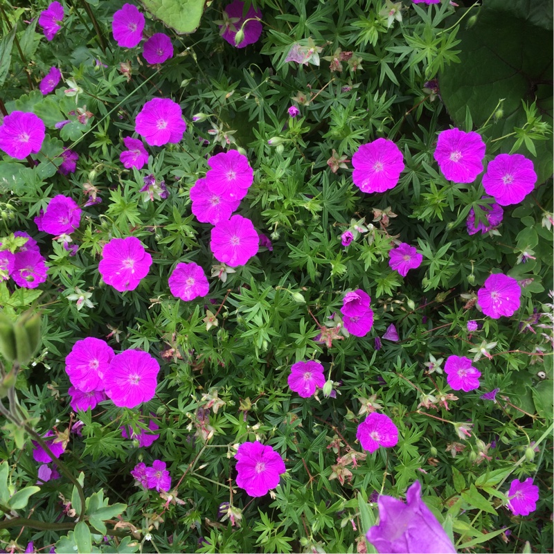 Plant image Geranium sanguineum