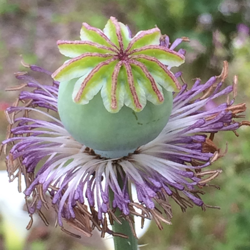 Plant image Papaver somniferum 'Single Scarlet'