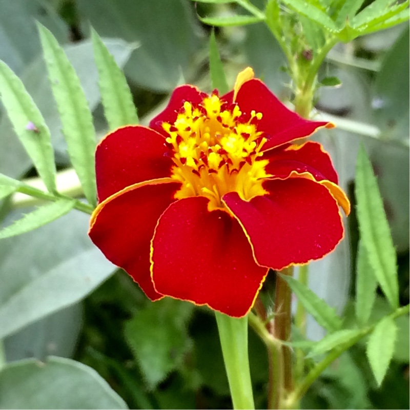 Plant image Tagetes patula 'Cinnabar'