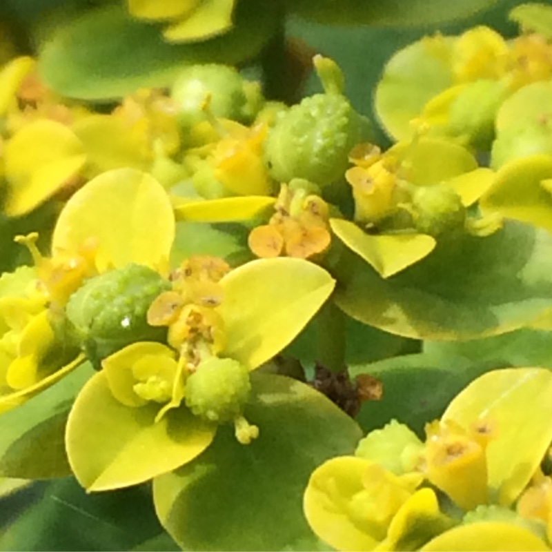 Plant image Euphorbia oblongata