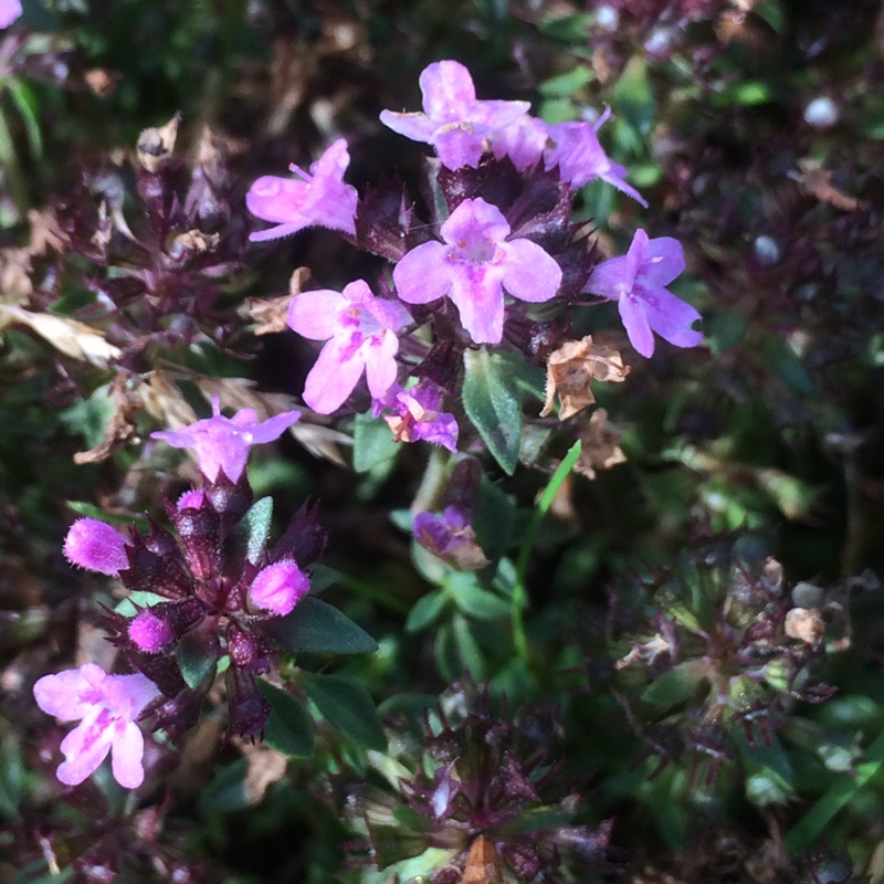 Plant image Thymus Herba Barona