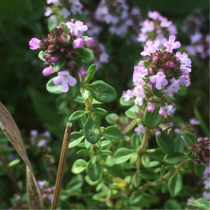 Plant image Thymus Citriodorus