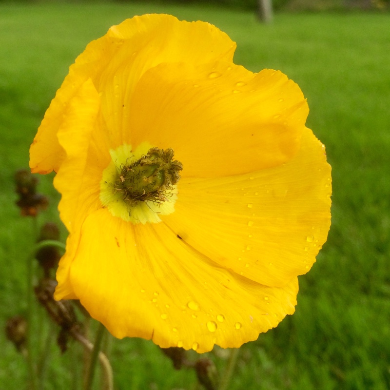 Plant image Papaver nudicaule 'Gartenzwerg Group' syn. Papaver nudicaule 'Garden Gnome Group'