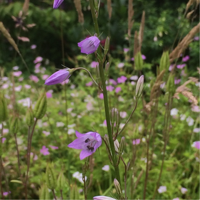 Plant image Campanula rapunculus