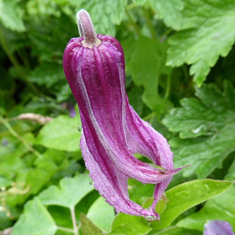 Plant image Clematis integrifolia 'Olgae'