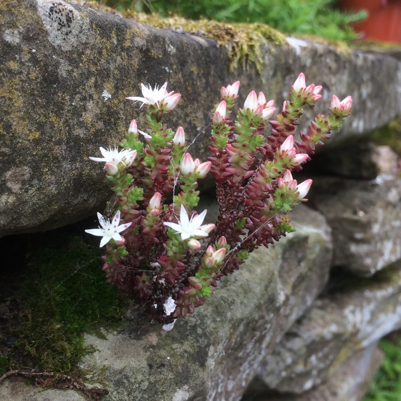 Plant image Sedum Anglicum