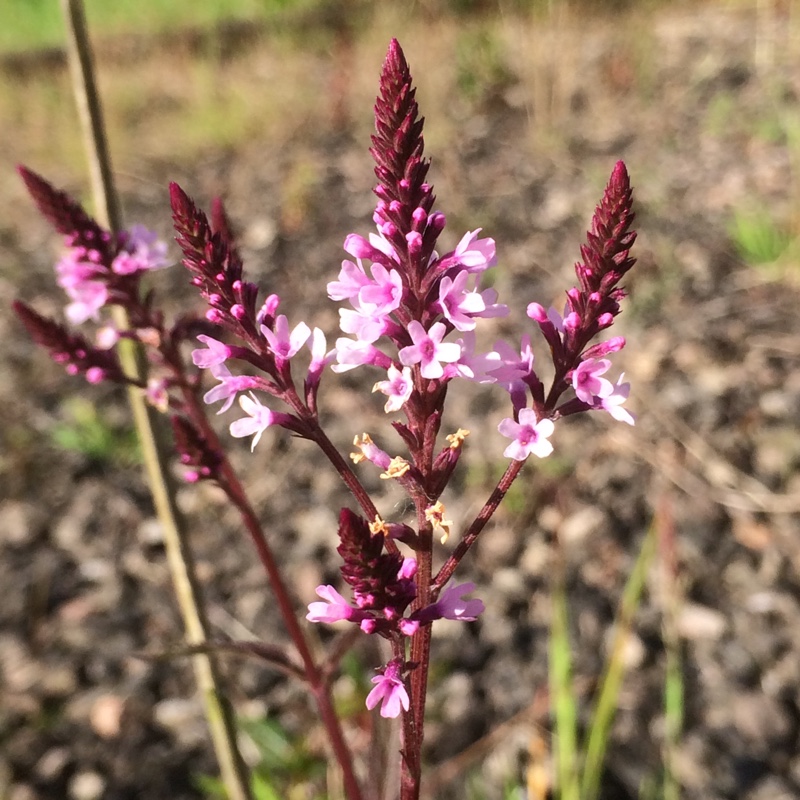 Plant image Verbena hastata 'Rosea'