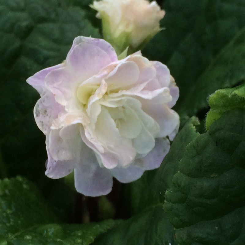 Plant image Primula belarina 'Pink Ice'