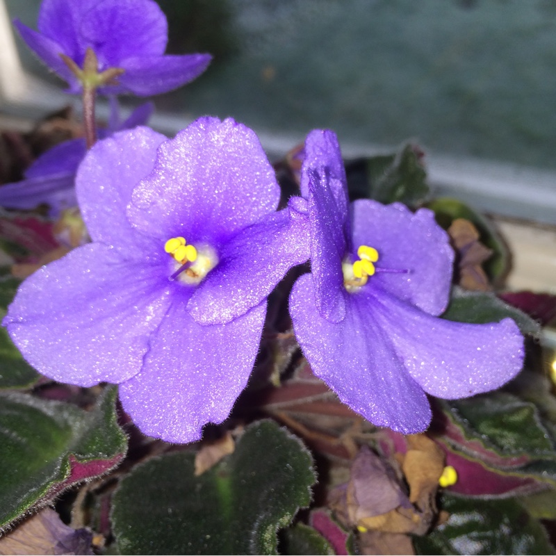 Streptocarpus sect. Saintpaulia syn. Saintpaulia, African Violet ...