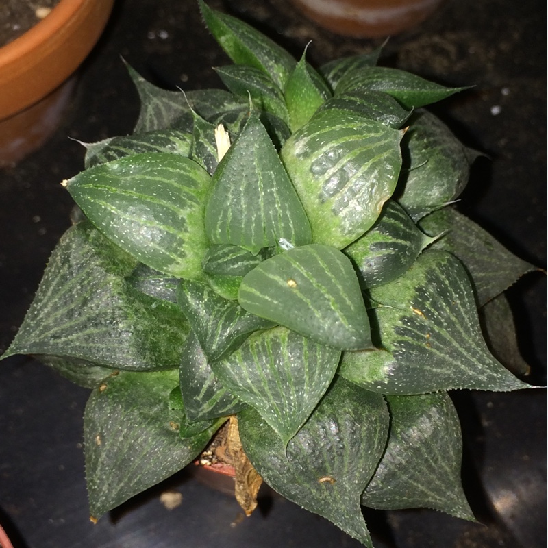 Plant image Haworthia retusa