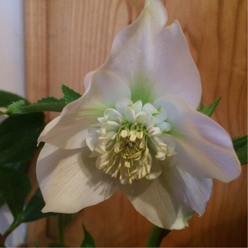 Plant image Helleborus x hybridus 'Credale Strain'