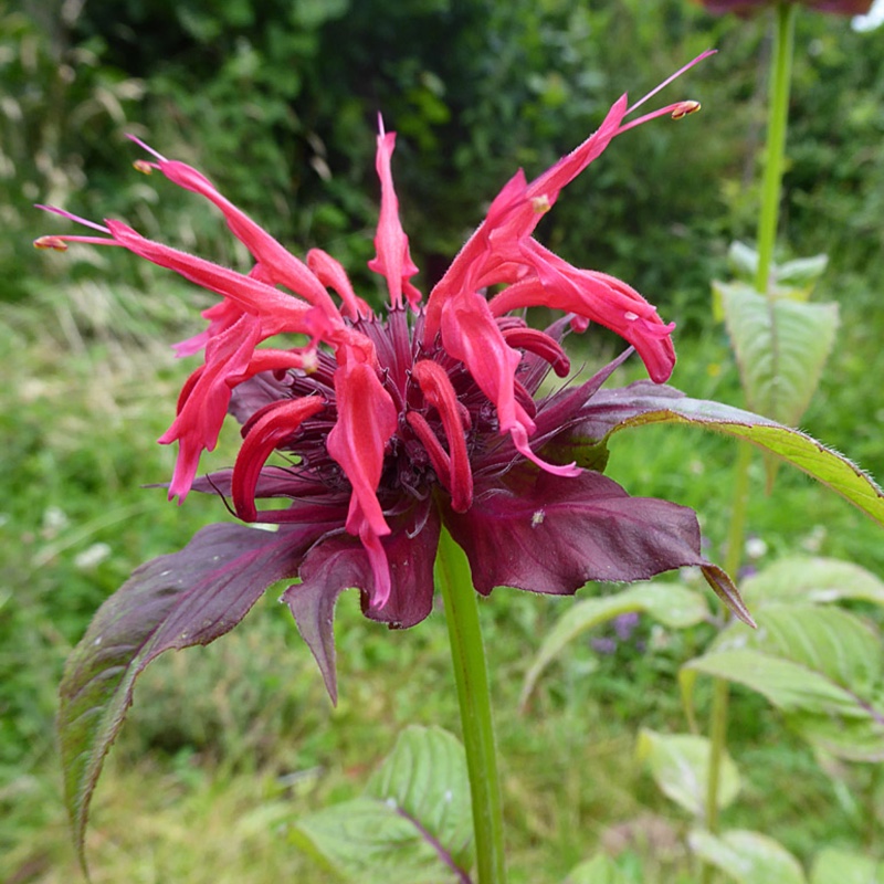 Plant image Monarda Didyma 'Purple Rooster'