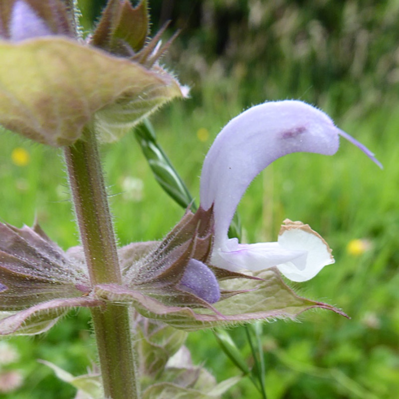 Plant image Salvia sclarea