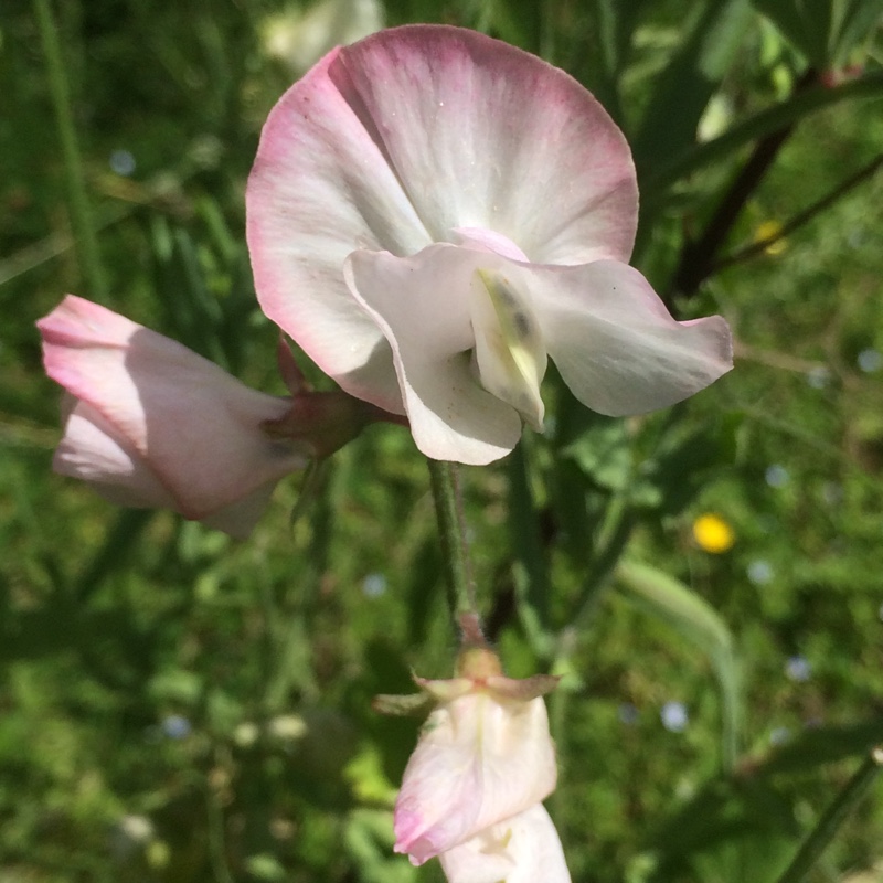 Plant image Lathyrus odoratus 'Unwins Striped' Series