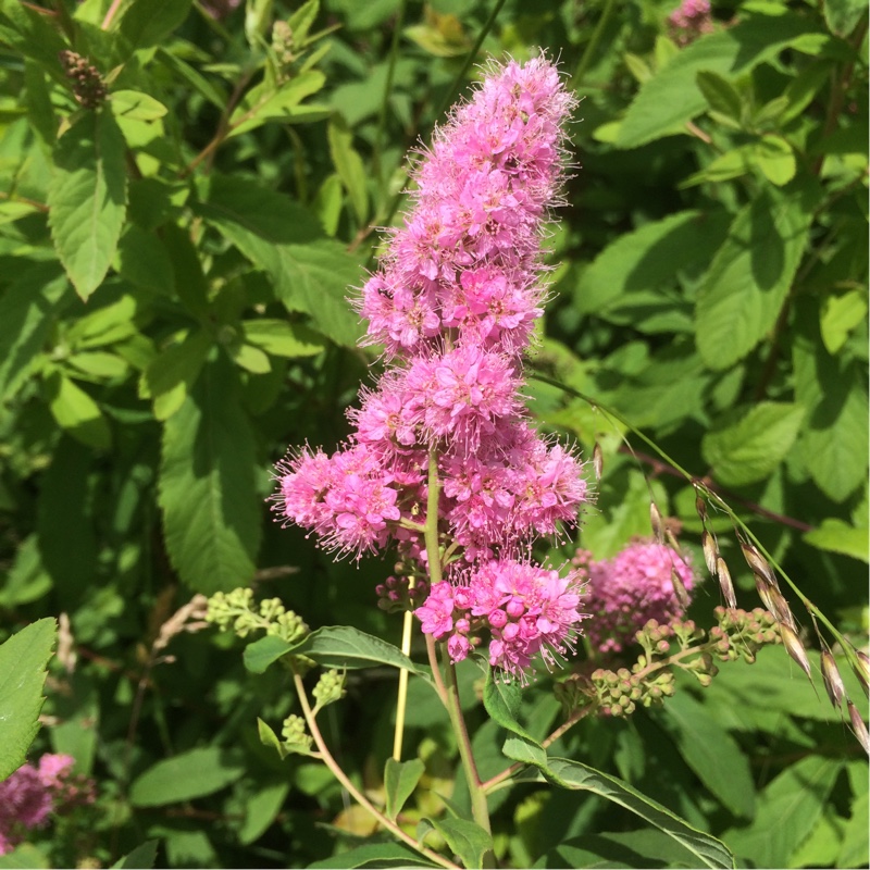 Plant image Spiraea douglasii