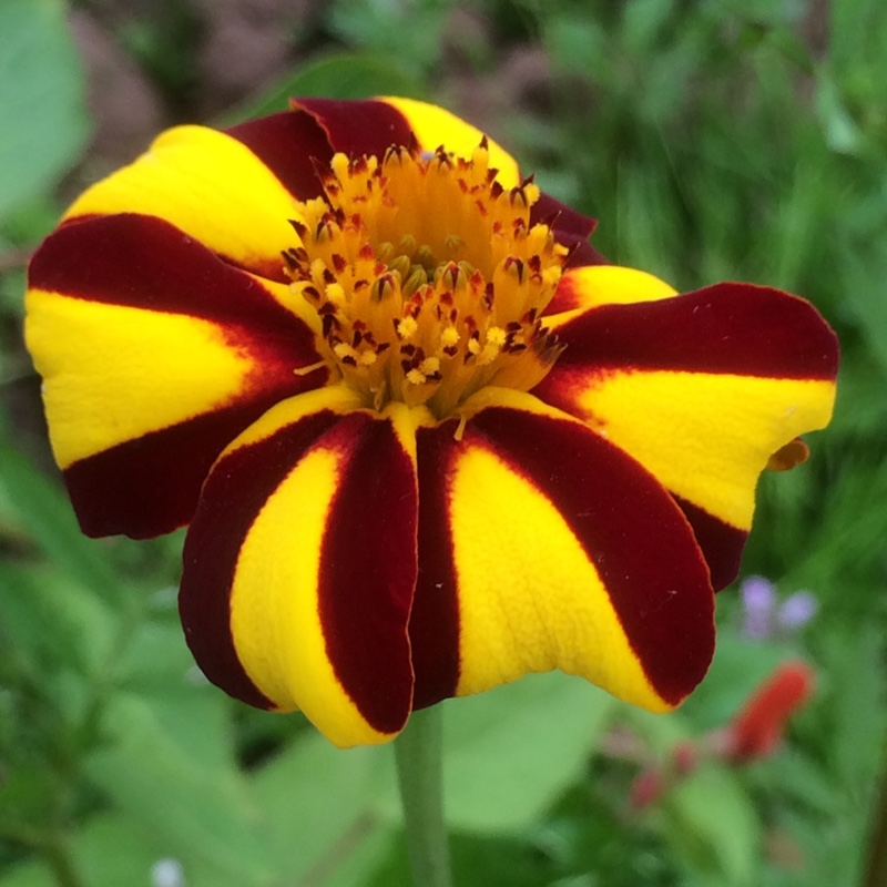 Plant image Tagetes patula 'Jolly Jester'