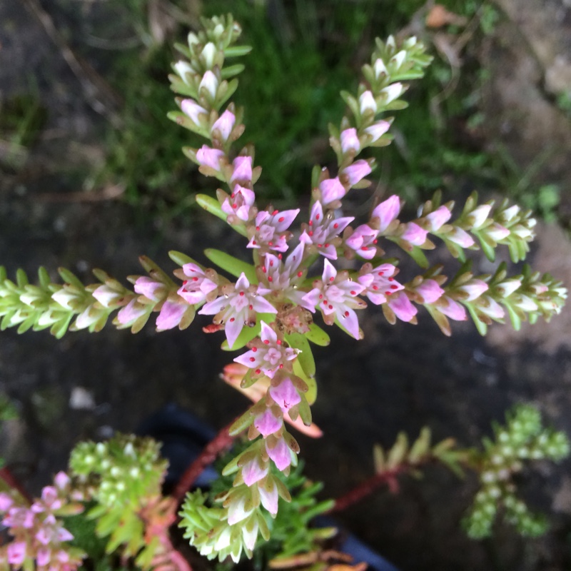 Plant image Sedum Pulchellum