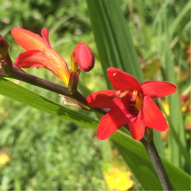 Crocosmia 'Lucifer'