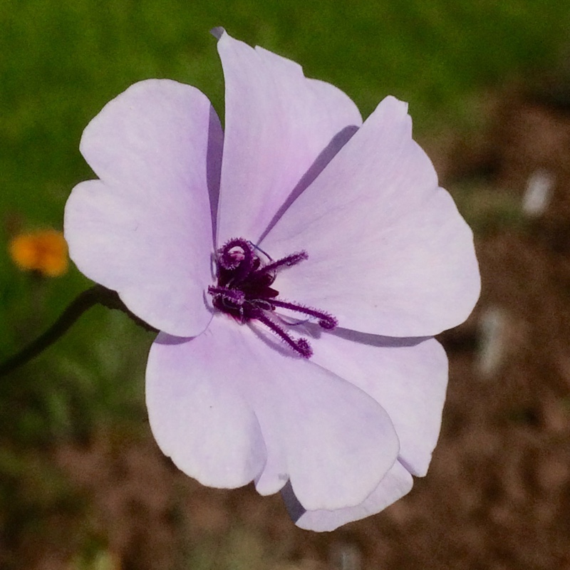 plant image 164616