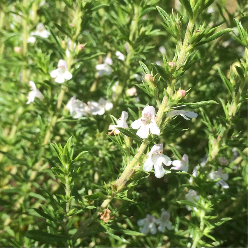 Plant image Satureja montana