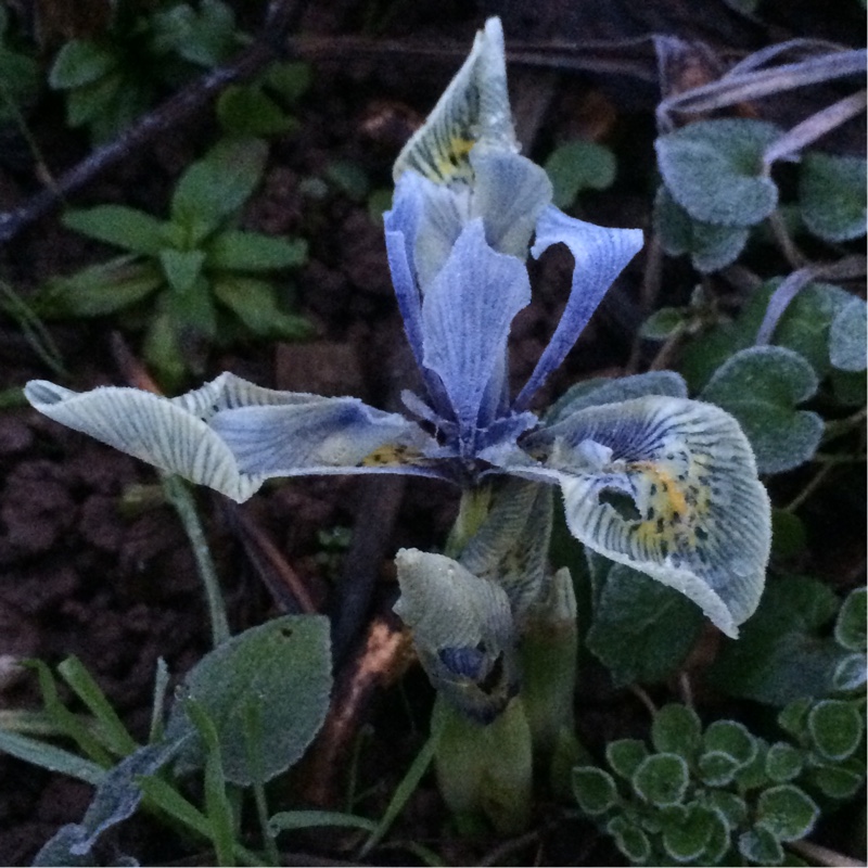 plant image 16673